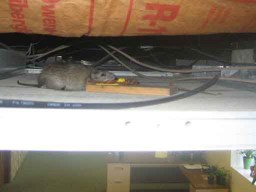 موش در داخل سقف 