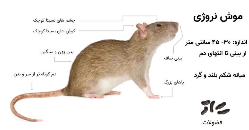 مشخصات موش نوروژی
