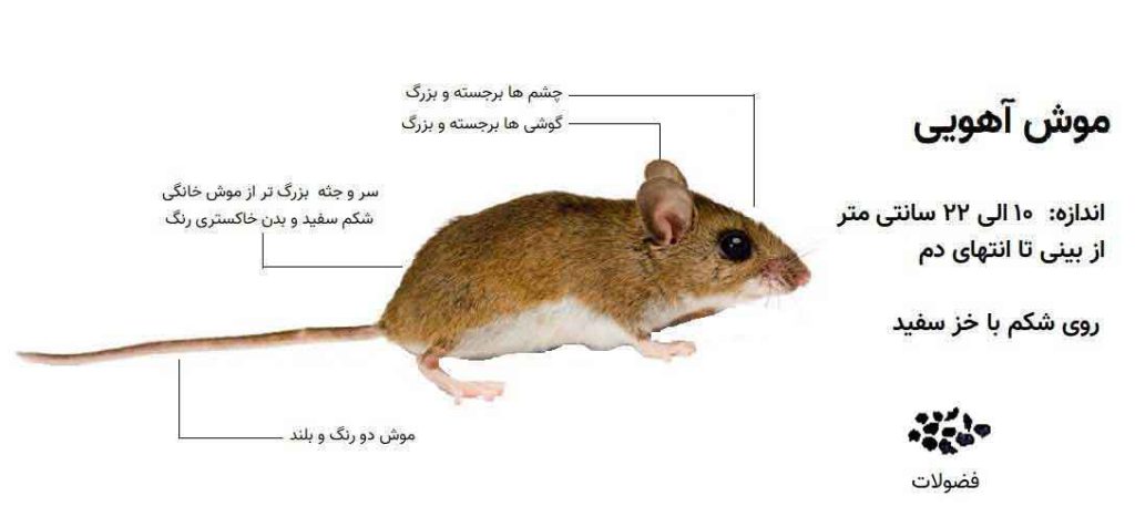 مشخصات موش آهویی