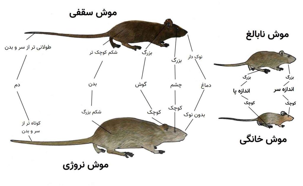 بررسی انواع مدل موش