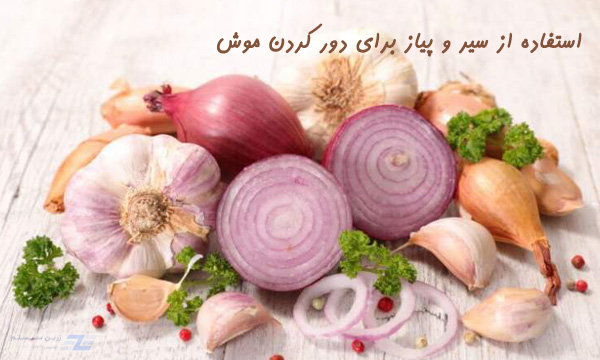 سیر و پیاز راه های از بین بردن موش