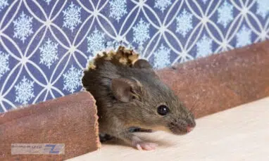 موش در خانه نشانه چیست