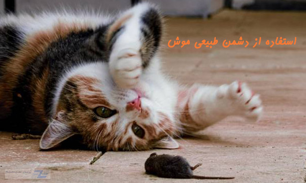 موش و گربه