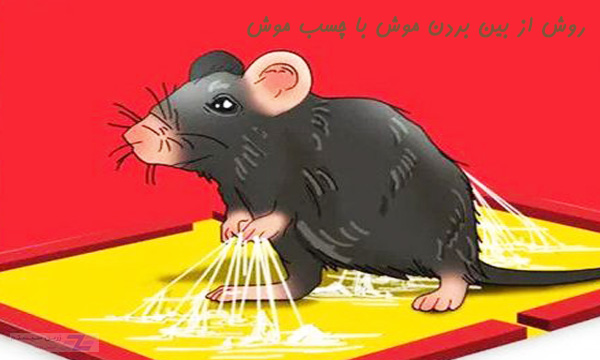 چسب موش