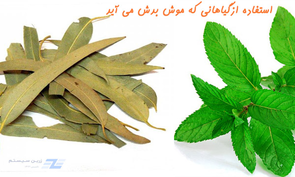 راه های از بین بردن موش با گیاهان 