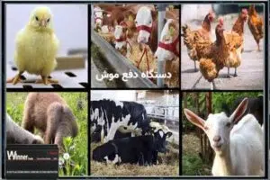 تاثیر دستگاه دورکننده موش بر دام و طیور