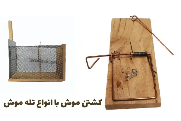 کشتن موش با تله موش